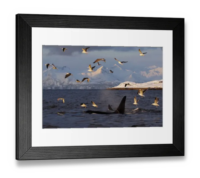 Framed Print : Gulls flying above two Killer whales / Orcas (Orcinus orca) surfacing, Tysfjord, Norway Framed Print : Gulls flying above two Killer whales / Orcas (Orcinus orca) surfacing, Tysfjord, Norway