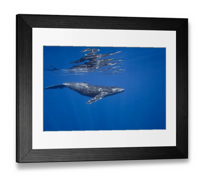 Framed Print : Humpback whale (Megaptera novaeangliae) off the coast of Lanai, Hawaii Framed Print : Humpback whale (Megaptera novaeangliae) off the coast of Lanai, Hawaii