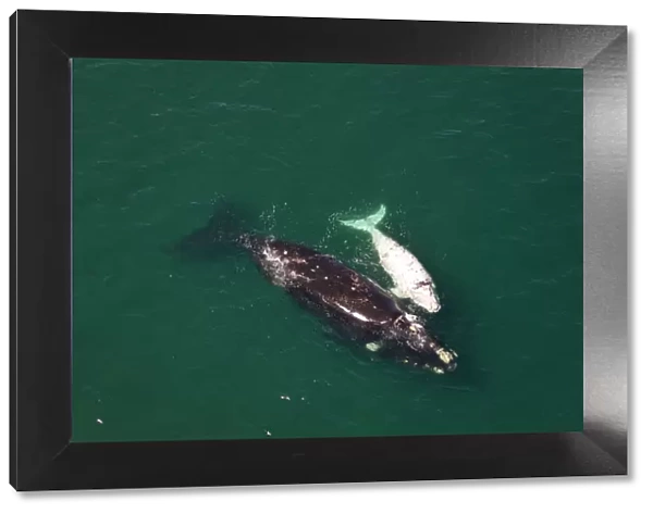 Aerial view of Southern right whale (Eubalaena australis  /  Balaena glacialis australis) mother