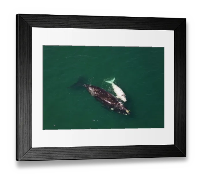 Framed Print : Aerial view of Southern right whale (Eubalaena australis / Balaena glacialis australis) mother Framed Print : Aerial view of Southern right whale (Eubalaena australis / Balaena glacialis australis) mother