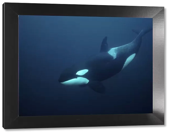 Killer whale  /  Orca (Orcinus orca) underwater, Tysfjord, Norway, November