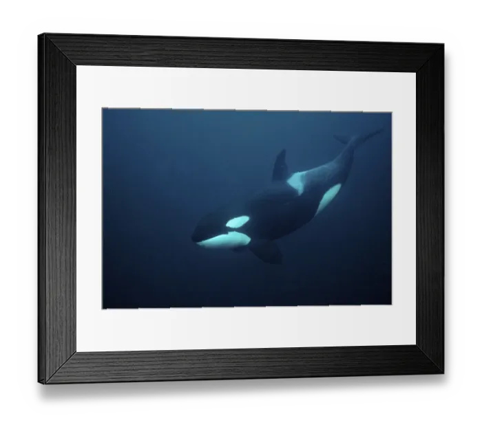 Framed Print : Killer whale / Orca (Orcinus orca) underwater, Tysfjord, Norway, November Framed Print : Killer whale / Orca (Orcinus orca) underwater, Tysfjord, Norway, November