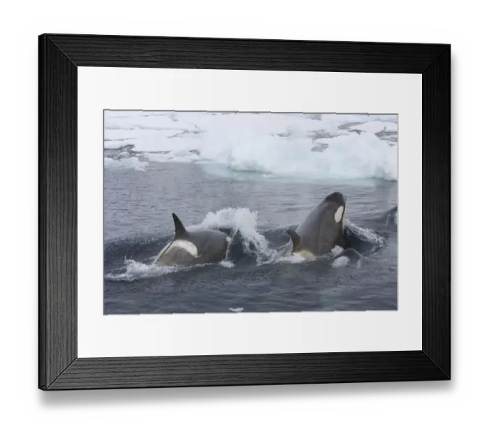 Framed Print : Southern Type B Killer whales (Orcinus orca) hunting Weddell seal (Leptonychotes Framed Print : Southern Type B Killer whales (Orcinus orca) hunting Weddell seal (Leptonychotes