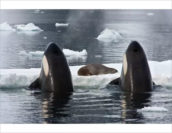 Killer Whales (Orcinus orca) spy-hopping to observe Weddell Seal (Leptonychotes weddellii)