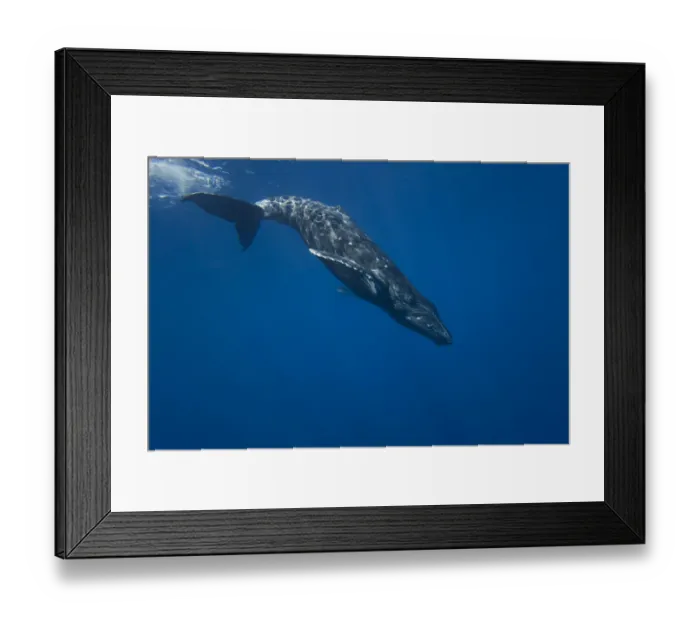 Framed Print : Humpback Whale (Megaptera novaeangliae) beginning a deep dive. Hawaii Framed Print : Humpback Whale (Megaptera novaeangliae) beginning a deep dive. Hawaii