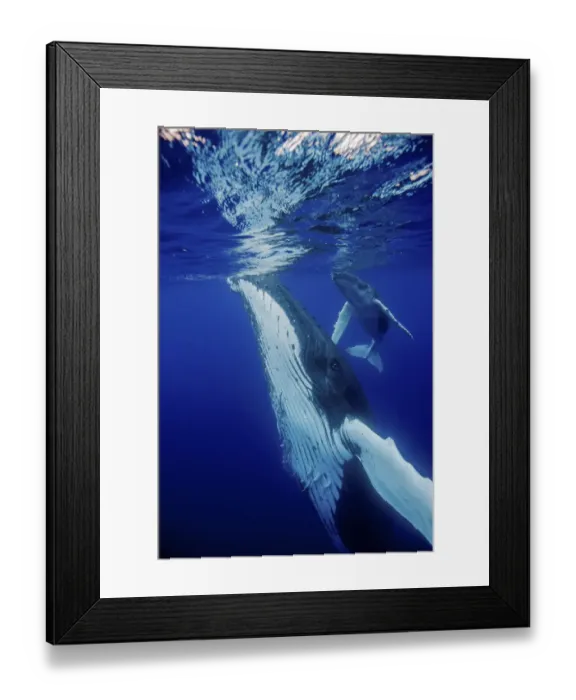 Framed Print : Humpback Whale (Megaptera novaeangliae) mother and calf at sea surface. Tonga, South Pacific Framed Print : Humpback Whale (Megaptera novaeangliae) mother and calf at sea surface. Tonga, South Pacific