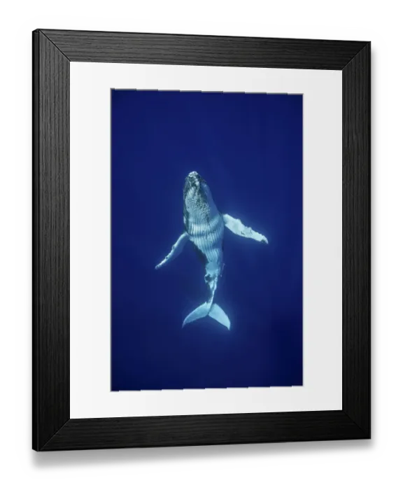 Framed Print : Humpback Whale (Megaptera novaeangliae) calf, Tonga, South Pacific, September