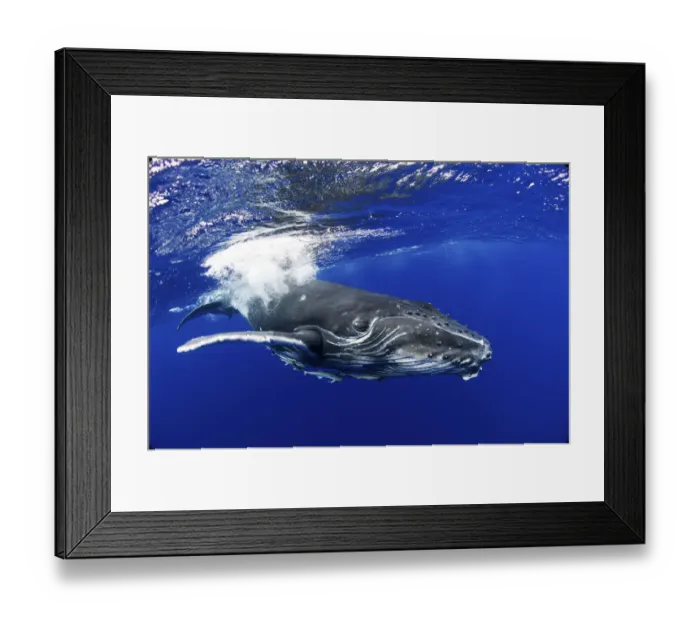 Framed Print : Humpback Whale (Megaptera novaeangliae) calf. Tonga, South Pacific, September Framed Print : Humpback Whale (Megaptera novaeangliae) calf. Tonga, South Pacific, September