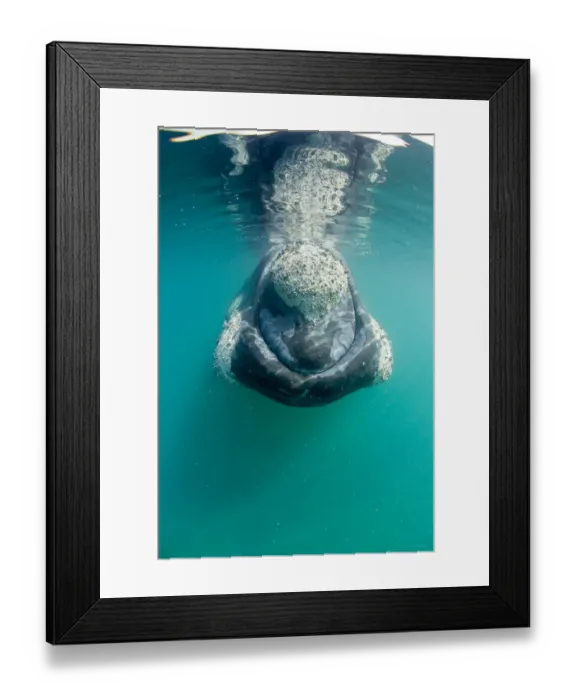 Framed Print : Southern right whale (Eubalaena australis) with calluses covered in parasitic crustaceans Framed Print : Southern right whale (Eubalaena australis) with calluses covered in parasitic crustaceans