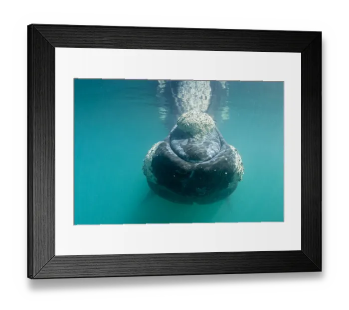 Framed Print : Southern right whale (Eubalaena australis) with patches covered in parasitic crustaceans Framed Print : Southern right whale (Eubalaena australis) with patches covered in parasitic crustaceans