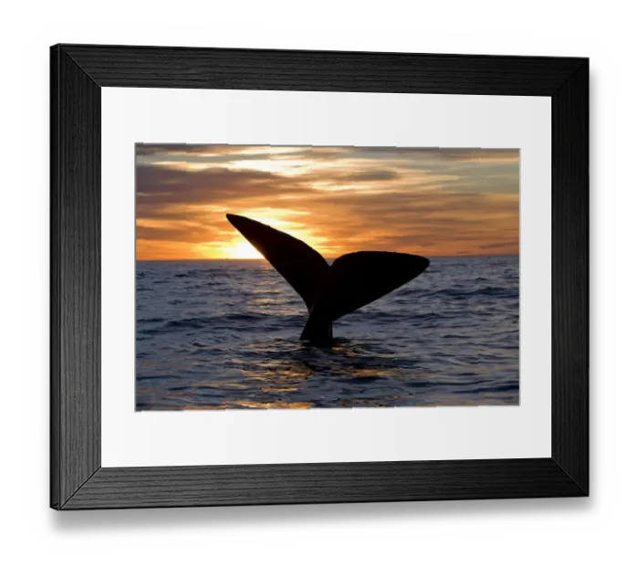 Framed Print : Tail of Southern right whale (Eubalaena australis) at sunset, Golfo Nuevo, Peninsula Valdes Framed Print : Tail of Southern right whale (Eubalaena australis) at sunset, Golfo Nuevo, Peninsula Valdes