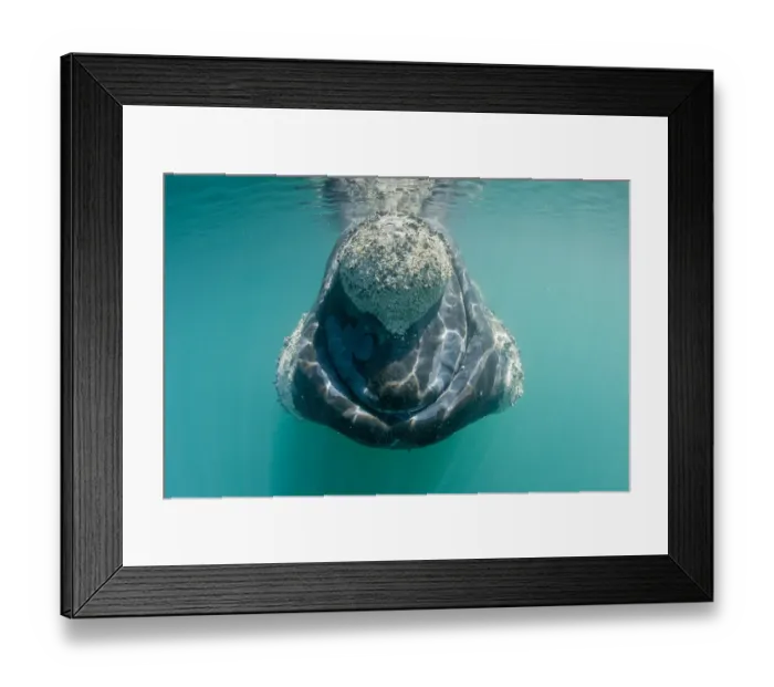 Framed Print : Southern right whale (Eubalaena australis) with patches covered in parasitic crustaceans Framed Print : Southern right whale (Eubalaena australis) with patches covered in parasitic crustaceans