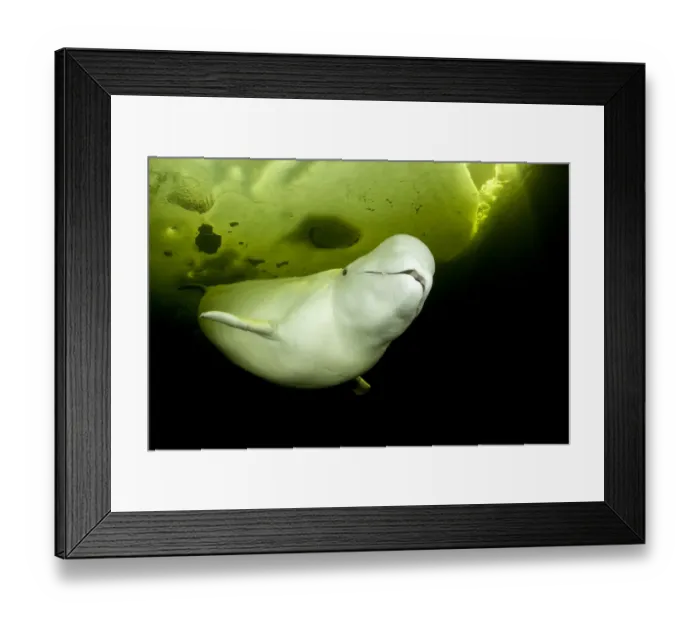 Framed Print : Beluga whale (Delphinapterus leucas) swimming under ice, Arctic circle Dive Center Framed Print : Beluga whale (Delphinapterus leucas) swimming under ice, Arctic circle Dive Center