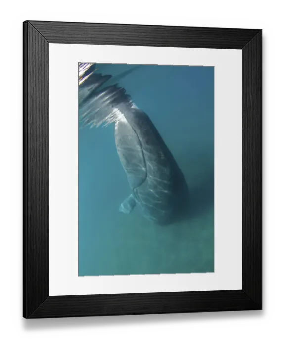 Framed Print : Bowhead Whale (Balaena mysticetus) rubbing off flaking skin on the ocean bottom Framed Print : Bowhead Whale (Balaena mysticetus) rubbing off flaking skin on the ocean bottom