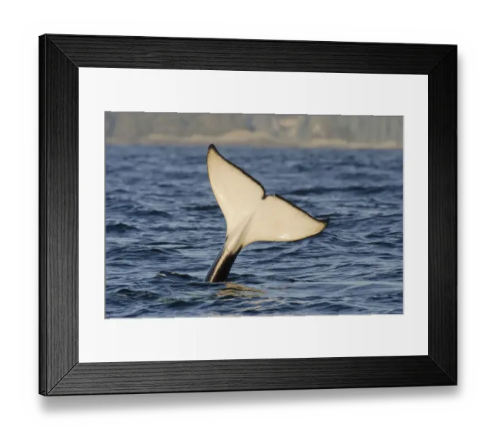 Framed Print : Killer whale (Orcinus orca) tail slapping at sunset, transient race, Vancouver Island Framed Print : Killer whale (Orcinus orca) tail slapping at sunset, transient race, Vancouver Island