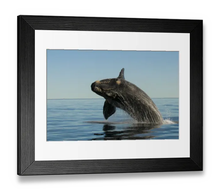 Framed Print : Southern right whale (Eubalaena australis) breaching. Valdes Peninsula, Chubut, Patagonia Framed Print : Southern right whale (Eubalaena australis) breaching. Valdes Peninsula, Chubut, Patagonia