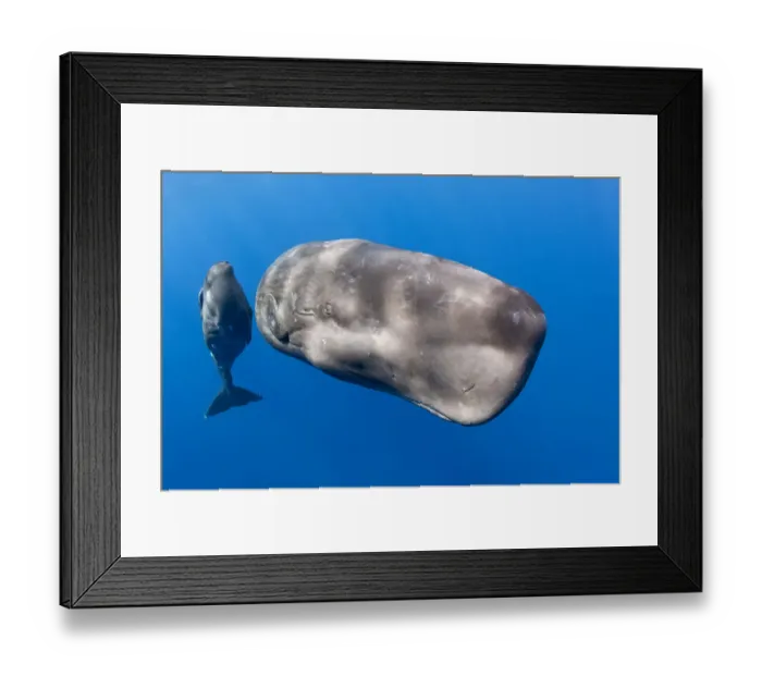 Framed Print : Mother with young calf Sperm whale (Physeter macrocephalus) Dominica, Caribbean Sea, Atlantic Ocean Framed Print : Mother with young calf Sperm whale (Physeter macrocephalus) Dominica, Caribbean Sea, Atlantic Ocean