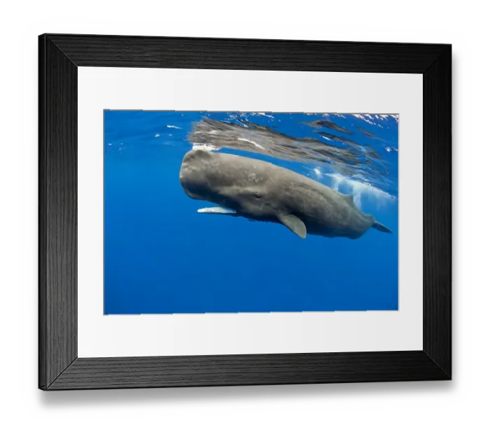 Framed Print : Sperm whale (Physeter macrocephalus) at surface, Dominica, Caribbean Sea, Atlantic Ocean Framed Print : Sperm whale (Physeter macrocephalus) at surface, Dominica, Caribbean Sea, Atlantic Ocean