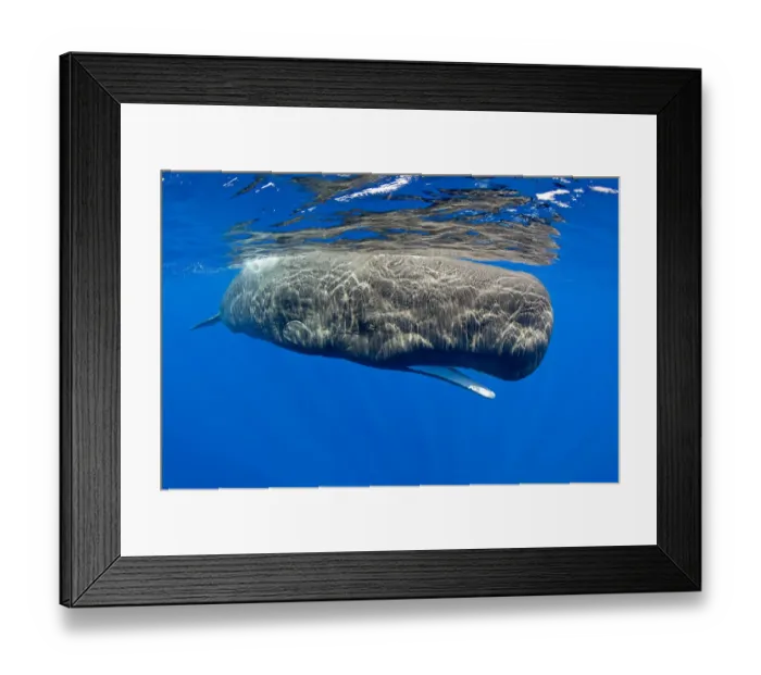 Framed Print : Sperm whale (Physeter macrocephalus) with mouth open, Dominica, Caribbean Sea, Atlantic Ocean Framed Print : Sperm whale (Physeter macrocephalus) with mouth open, Dominica, Caribbean Sea, Atlantic Ocean