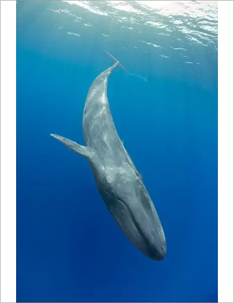 Pygmy blue whale (Balaenoptera musculus brevicauda) subspecies of blue whale, diving downwards