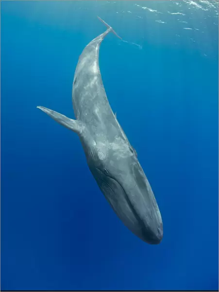 Pygmy blue whale (Balaenoptera musculus brevicauda) subspecies of blue whale, diving downwards