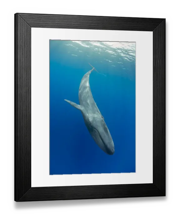 Framed Print : Pygmy blue whale (Balaenoptera musculus brevicauda) subspecies of blue whale, diving downwards Framed Print : Pygmy blue whale (Balaenoptera musculus brevicauda) subspecies of blue whale, diving downwards