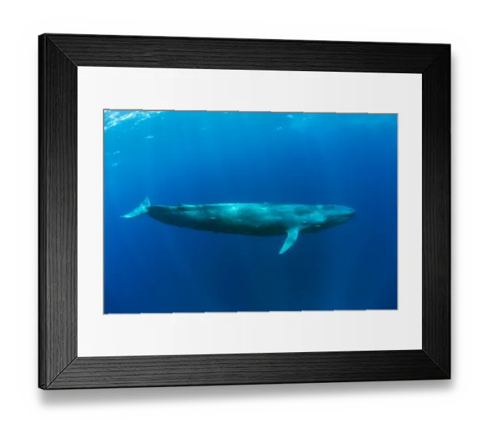 Framed Print : Pygmy blue whale (Balaenoptera musculus brevicauda) subspecies of blue whale, Mirissa
