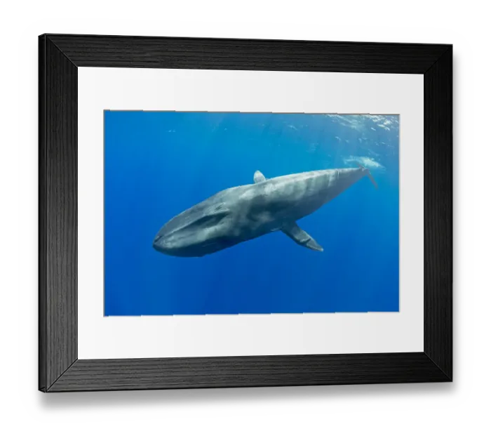 Framed Print : Pygmy blue whale (Balaenoptera musculus brevicauda) subspecies of blue whale, Mirissa Framed Print : Pygmy blue whale (Balaenoptera musculus brevicauda) subspecies of blue whale, Mirissa