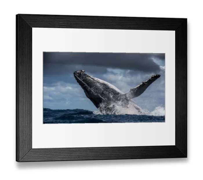 Framed Print : Humpback Whale (Megaptera novaeangliae) breaching during annual sardine run, Port St Johns Framed Print : Humpback Whale (Megaptera novaeangliae) breaching during annual sardine run, Port St Johns