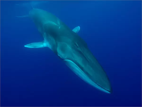 Fin whale (Balaenoptera physalus) near surface. Pico Island, Azores, Portugal. May