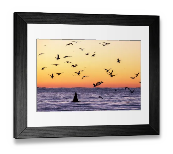 Framed Print : Killer whale (Orcinus orca) adult male surfacing at dusk surrounded by birds, who Framed Print : Killer whale (Orcinus orca) adult male surfacing at dusk surrounded by birds, who