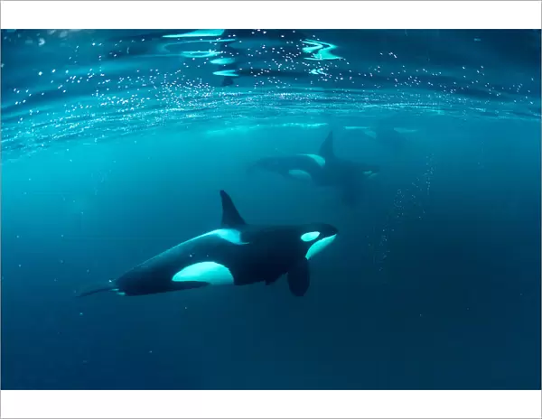 Killer whale (Orcinus orca) pod hunting together in herring baitball (Clupea harengus)