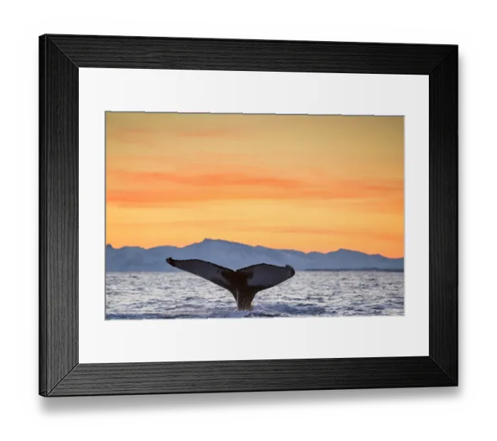 Framed Print : Humpback Whale (Megaptera novaeangliae) tail fluke at surface as whale dives, in Framed Print : Humpback Whale (Megaptera novaeangliae) tail fluke at surface as whale dives, in