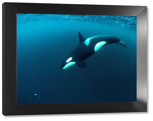 Killer whale (Orcinus orca) diving and hunting for herring fish (Clupea harengus)