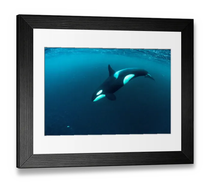 Framed Print : Killer whale (Orcinus orca) diving and hunting for herring fish (Clupea harengus) Framed Print : Killer whale (Orcinus orca) diving and hunting for herring fish (Clupea harengus)