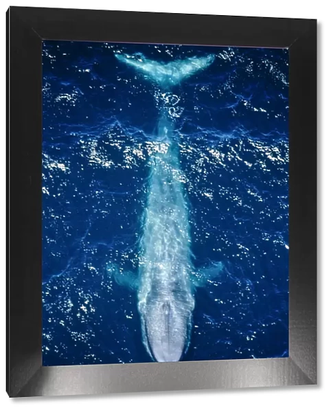 Blue whale (Balaenoptera musculus) aerial view of the coast of California, USA. Pacific Ocean