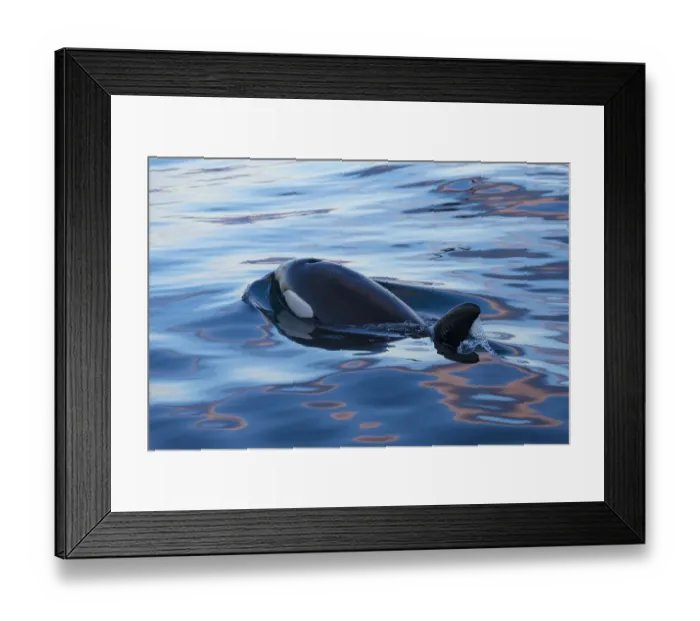 Framed Print : Type 1 North-east Atlantic Killer whale / Orca (Orcinus orca) surfacing, Snaefellsnes Peninsua Framed Print : Type 1 North-east Atlantic Killer whale / Orca (Orcinus orca) surfacing, Snaefellsnes Peninsua