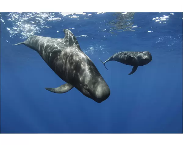 Short-finned pilot whales (Globicephala macrorhynchus) two just below surface, Los Gigantes