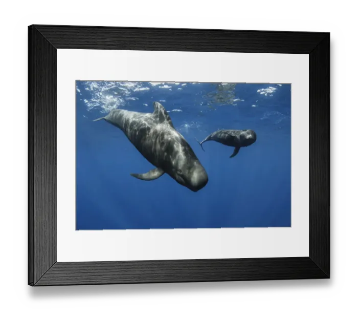 Framed Print : Short-finned pilot whales (Globicephala macrorhynchus) two just below surface, Los Gigantes Framed Print : Short-finned pilot whales (Globicephala macrorhynchus) two just below surface, Los Gigantes