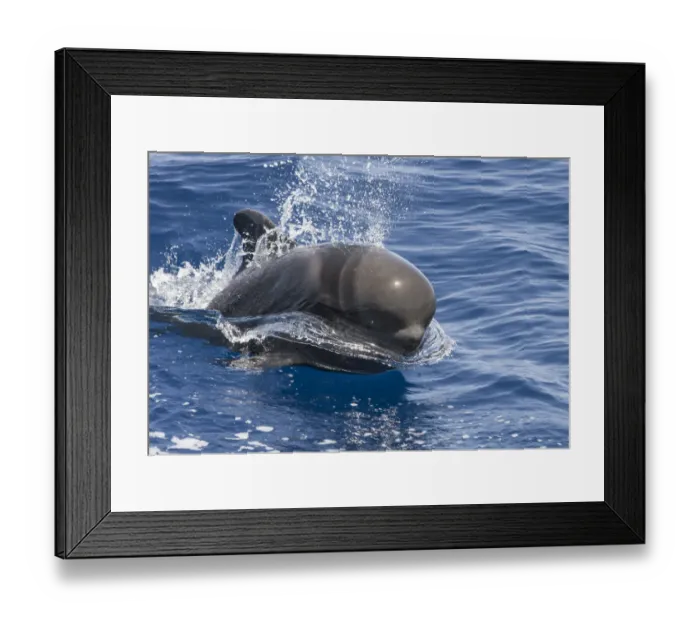 Framed Print : Short-finned pilot whale (Globicephala macrorhynchus) surfacing, South Tenerife, Canary Islands Framed Print : Short-finned pilot whale (Globicephala macrorhynchus) surfacing, South Tenerife, Canary Islands