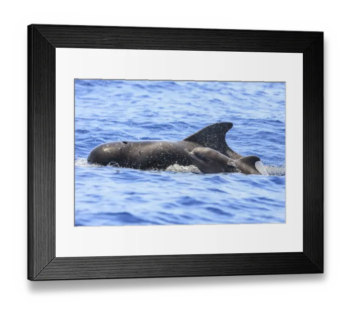 Framed Print : Short-finned pilot whale (Globicephala macrorhynchus) mother and calf surfacing, South Tenerife Framed Print : Short-finned pilot whale (Globicephala macrorhynchus) mother and calf surfacing, South Tenerife