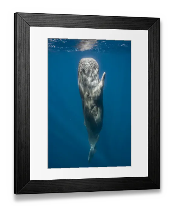 Framed Print : Sperm whale (Physeter macrocephalus) resting vertically just beneath surface, Faial Island Framed Print : Sperm whale (Physeter macrocephalus) resting vertically just beneath surface, Faial Island