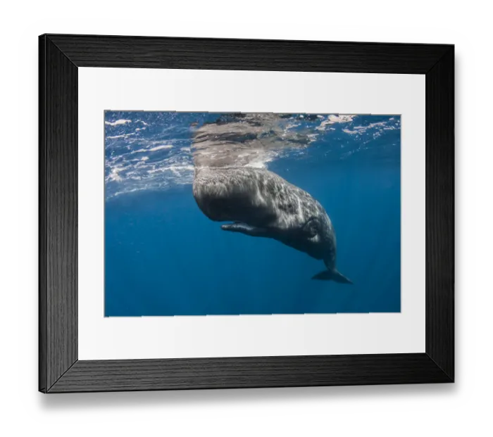 Framed Print : Sperm whale (Physeter macrocephalus) resting just beneath surface, Faial Island, Azores Framed Print : Sperm whale (Physeter macrocephalus) resting just beneath surface, Faial Island, Azores