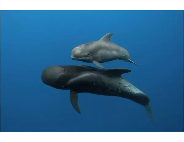 Pilot whales (Globicephala macrorhynchus) mother and calf, Tenerife, Canary Islands