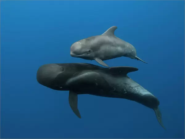 Pilot whales (Globicephala macrorhynchus) mother and calf, Tenerife, Canary Islands