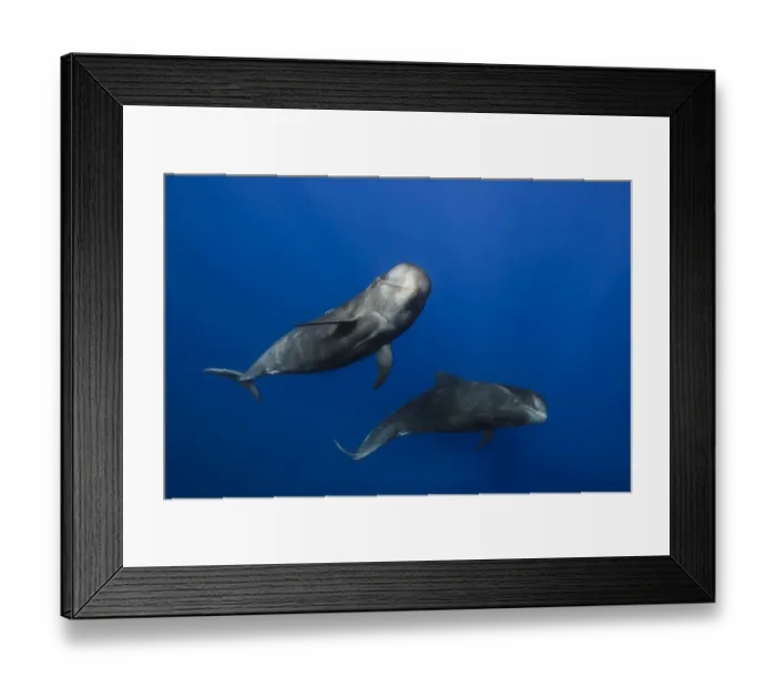 Framed Print : Pilot whales (Globicephala macrorhynchus) just below surface, Tenerife, Canary Islands