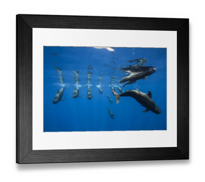 Framed Print : Pilot whales (Globicephala macrorhynchus) just below surface, Tenerife, Canary Islands