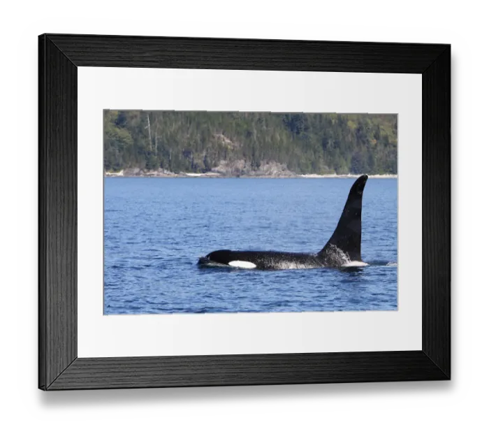 Framed Print : Killer whale (Orcinus orca) at surface, Johnstone strait, British Columbia, Canada Framed Print : Killer whale (Orcinus orca) at surface, Johnstone strait, British Columbia, Canada
