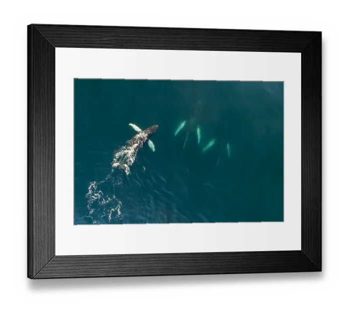 Framed Print : Aerial view of Humpback whales (Megaptera novaeangliae) Bay of Fundy, Canada. November