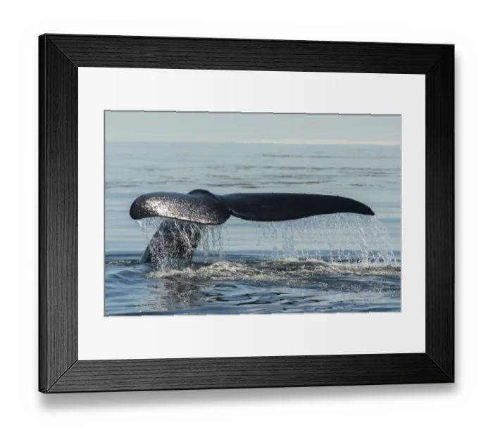 Framed Print : North Atlantic right whale (Eubalaena glacialis) tail fluke, Bay of Fundy, Canada Framed Print : North Atlantic right whale (Eubalaena glacialis) tail fluke, Bay of Fundy, Canada